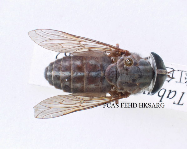 Dorsal view (背面圖)