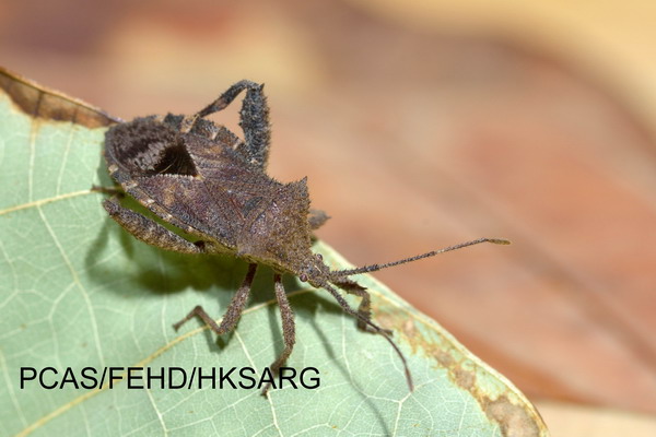 Dorsal view 背面圖