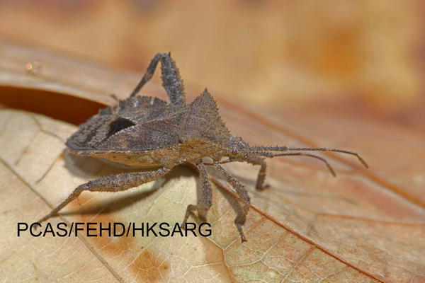 Lateral view 側面圖