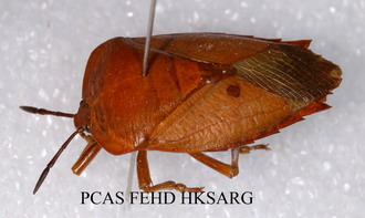 Dorsal view 背面圖