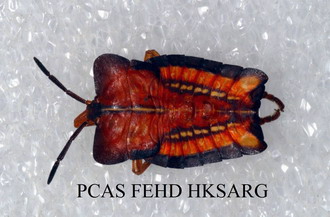 Dorsal view 背面圖