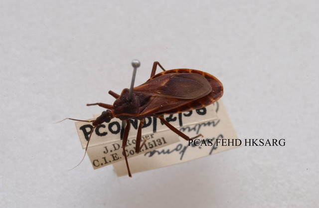 dorsal view (背面圖)