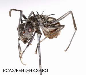 Front view 正面圖