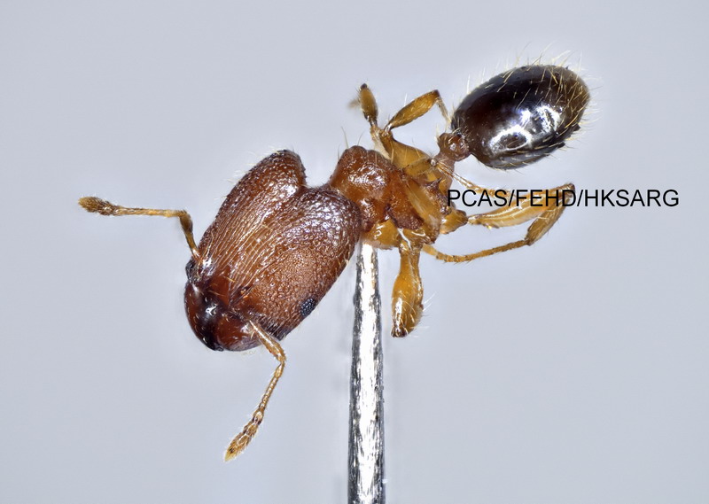 Major worker lateral view 兵蟻側面圖