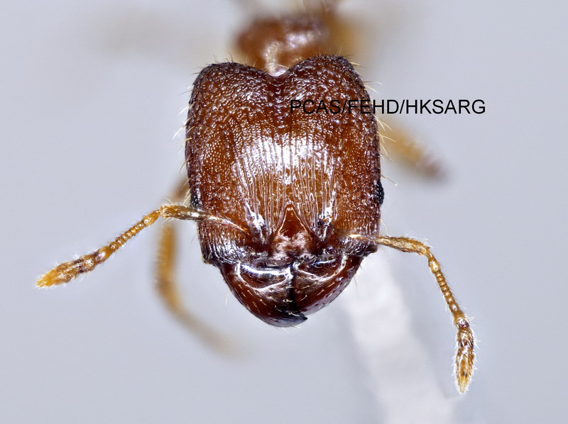 Major worker head 兵蟻頭部