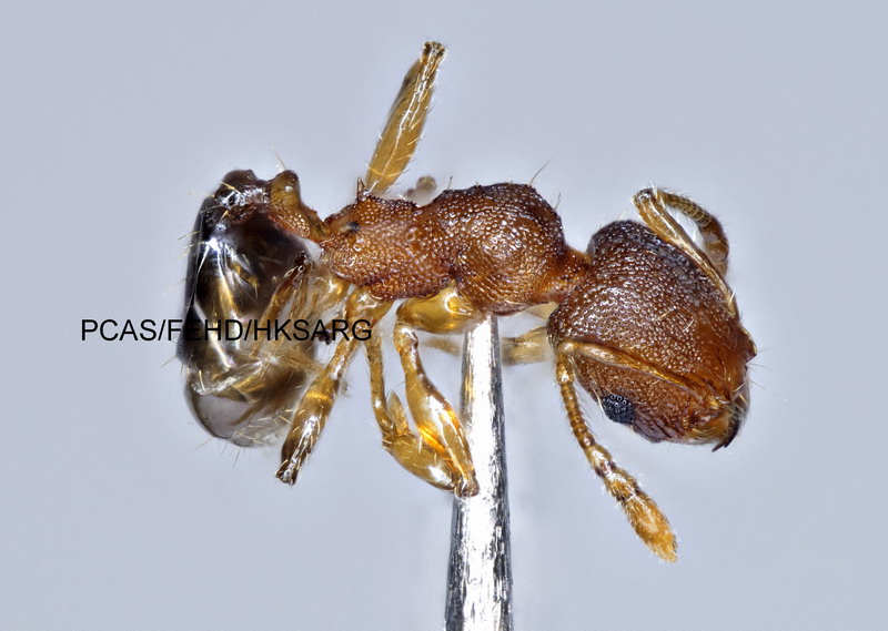 Minor worker lateral view 工蟻側面圖