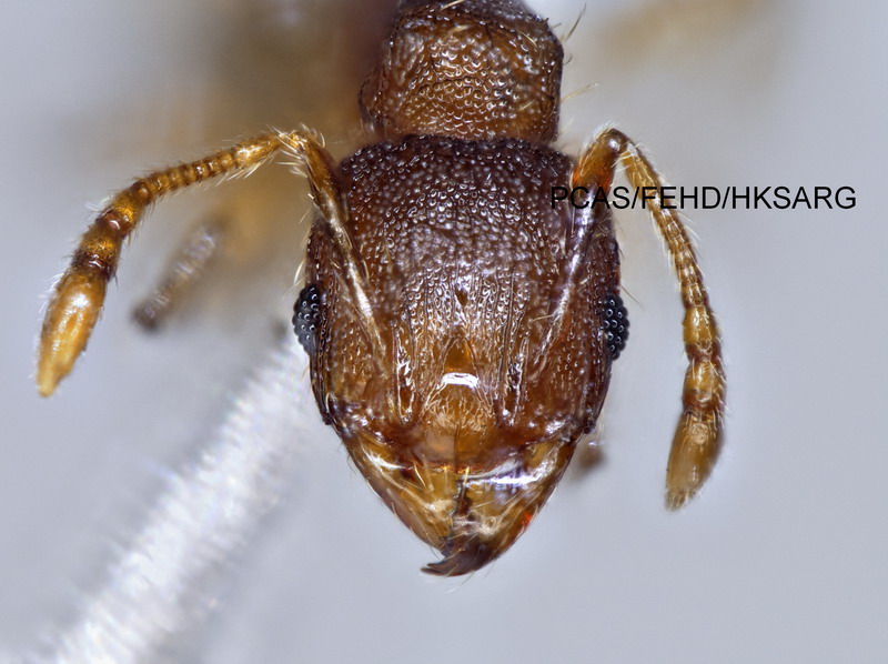 Minor worker head 工蟻頭部