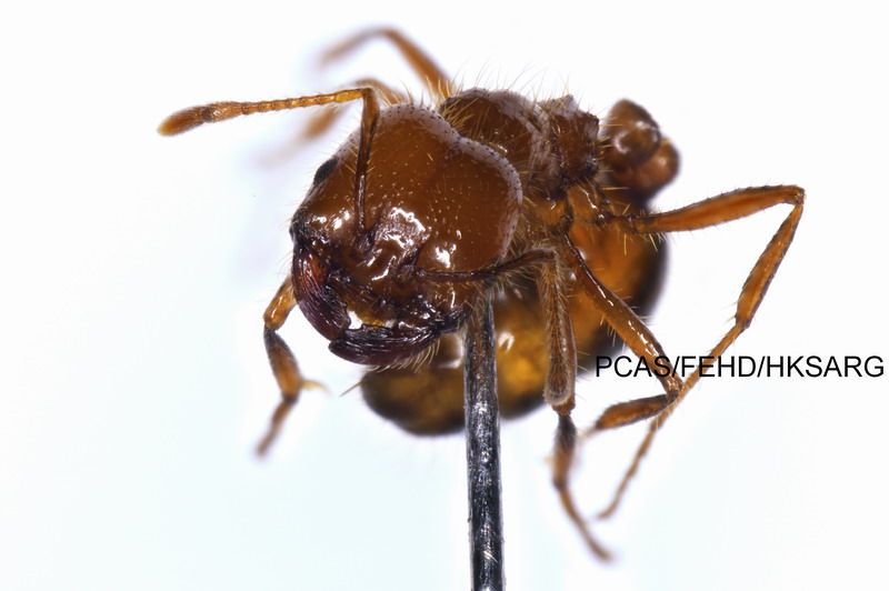 Head of Solenopsis geminata 热带火蚁的头部