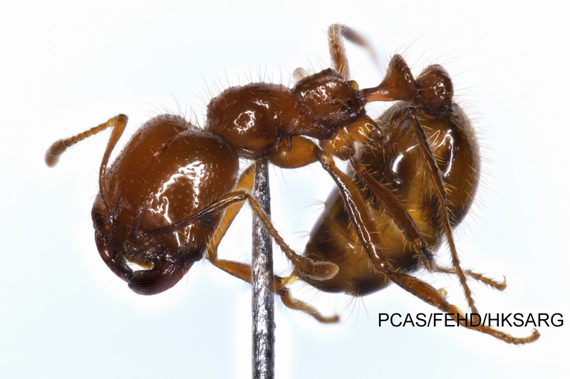 Lateral view 側面的