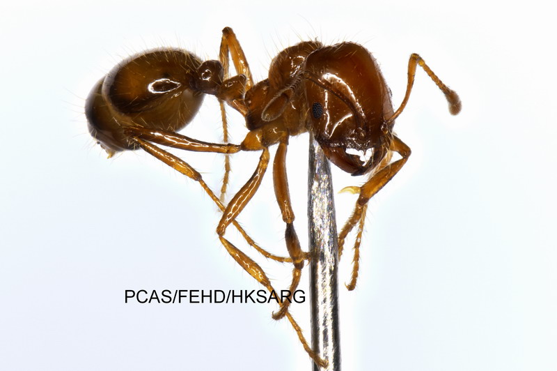 Lateral view 側面的