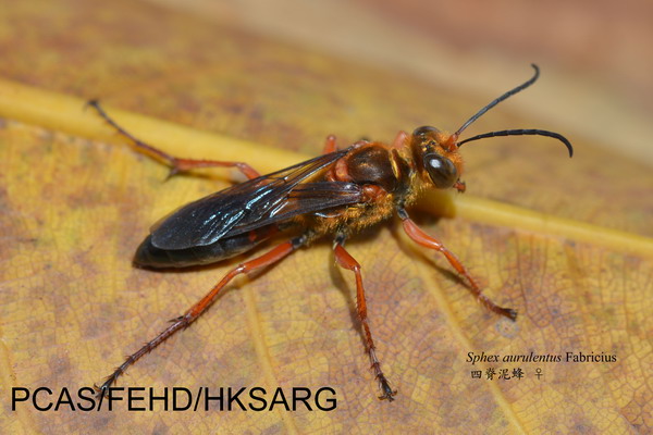 Doral view 背面圖