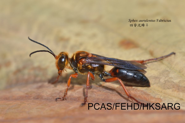 Lateral view 侧面图