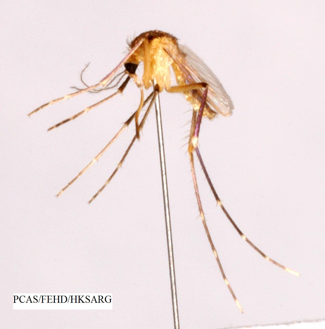 詹氏小蚊 Mimomyia chamberlaini Side view