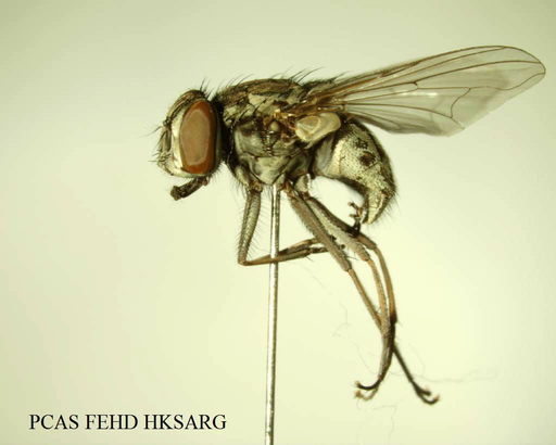 Graphomyia maculata