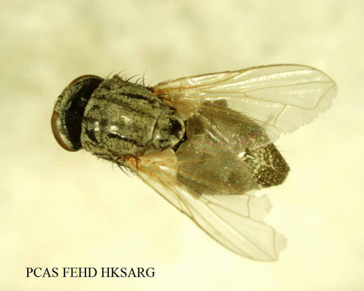 Musca crassirostris