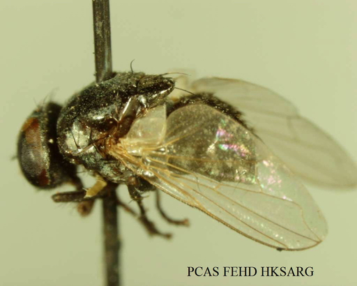 Musca fasciata