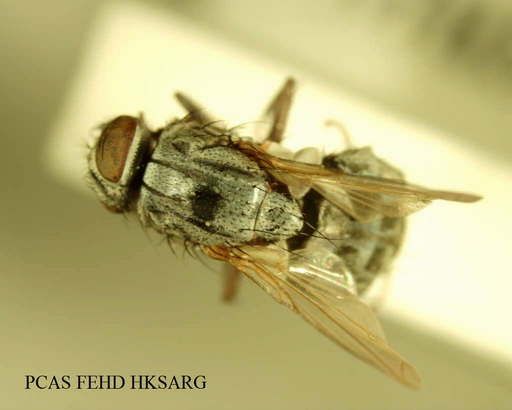 Musca seniorwhitei