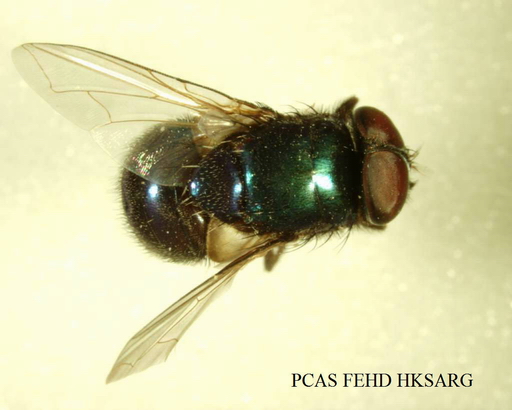 Neomyia (Orthellia) coeruleifrons