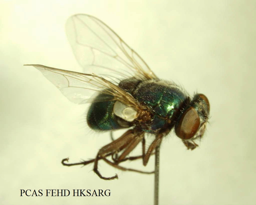 Neomyia (Orthellia) indica