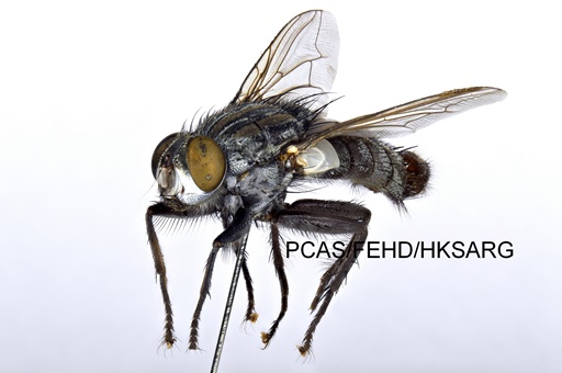 lateral view 側面圖