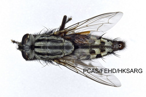 dorsal view 背面圖