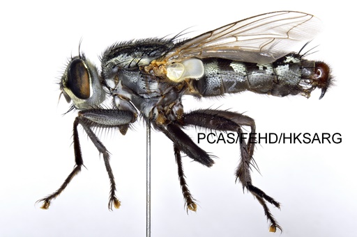 lateral view 側面圖