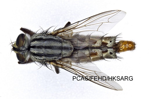 dorsal view 背面圖