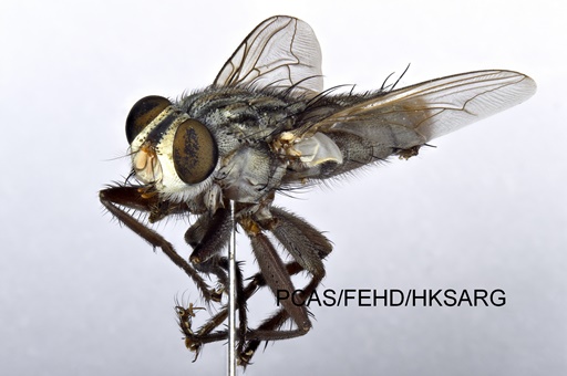 lateral view 側面圖