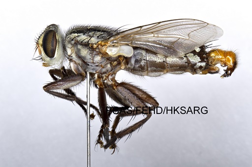 lateral view 側面圖