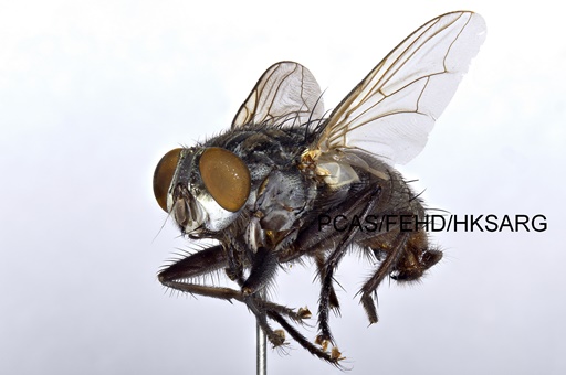 lateral view 側面圖