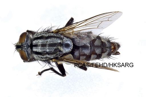 dorsal view 背面圖