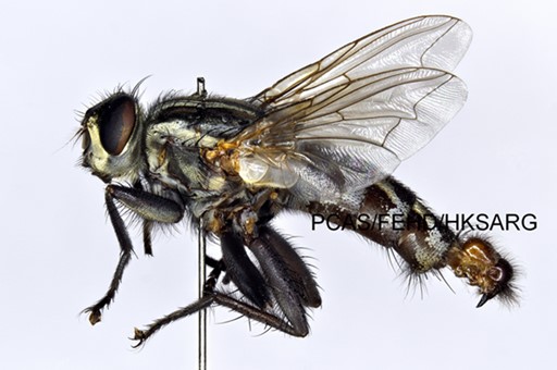 lateral view 側面圖