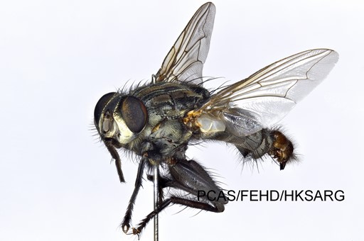 lateral view 側面圖