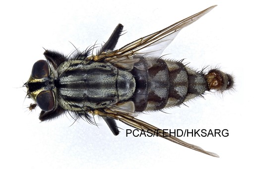 dorsal view 背面圖