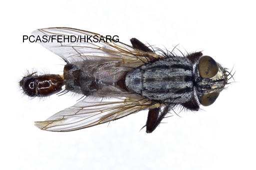 dorsal view 背面圖