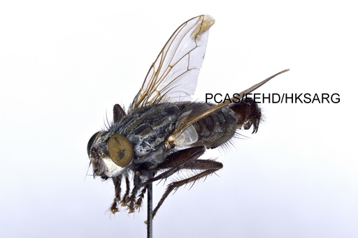 lateral view 側面圖