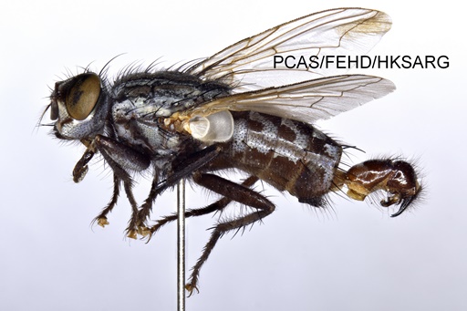 lateral view 側面圖