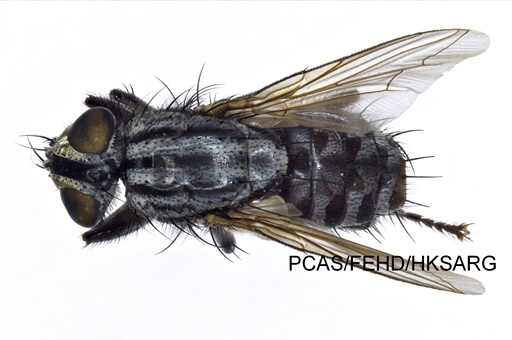 dorsal view 背面圖