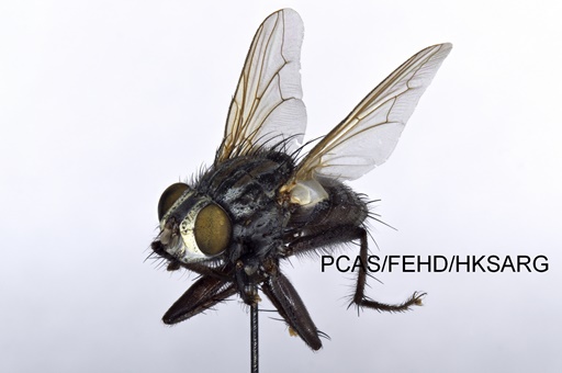 lateral view 側面圖