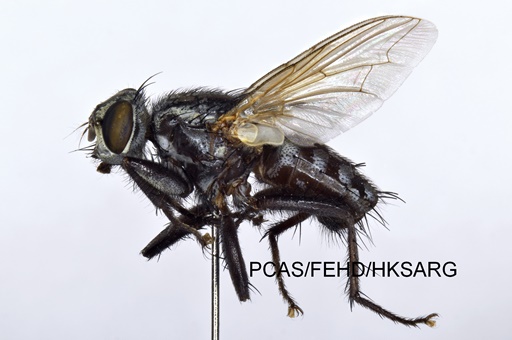 lateral view 側面圖