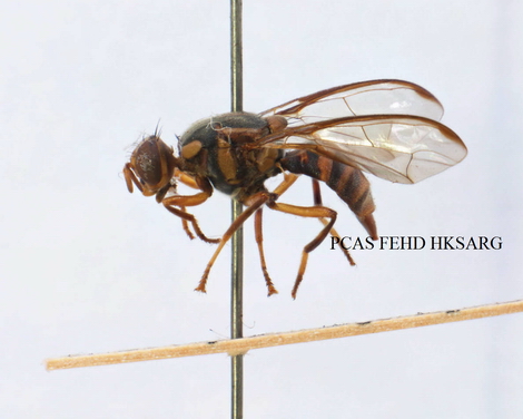 side view (側面圖)