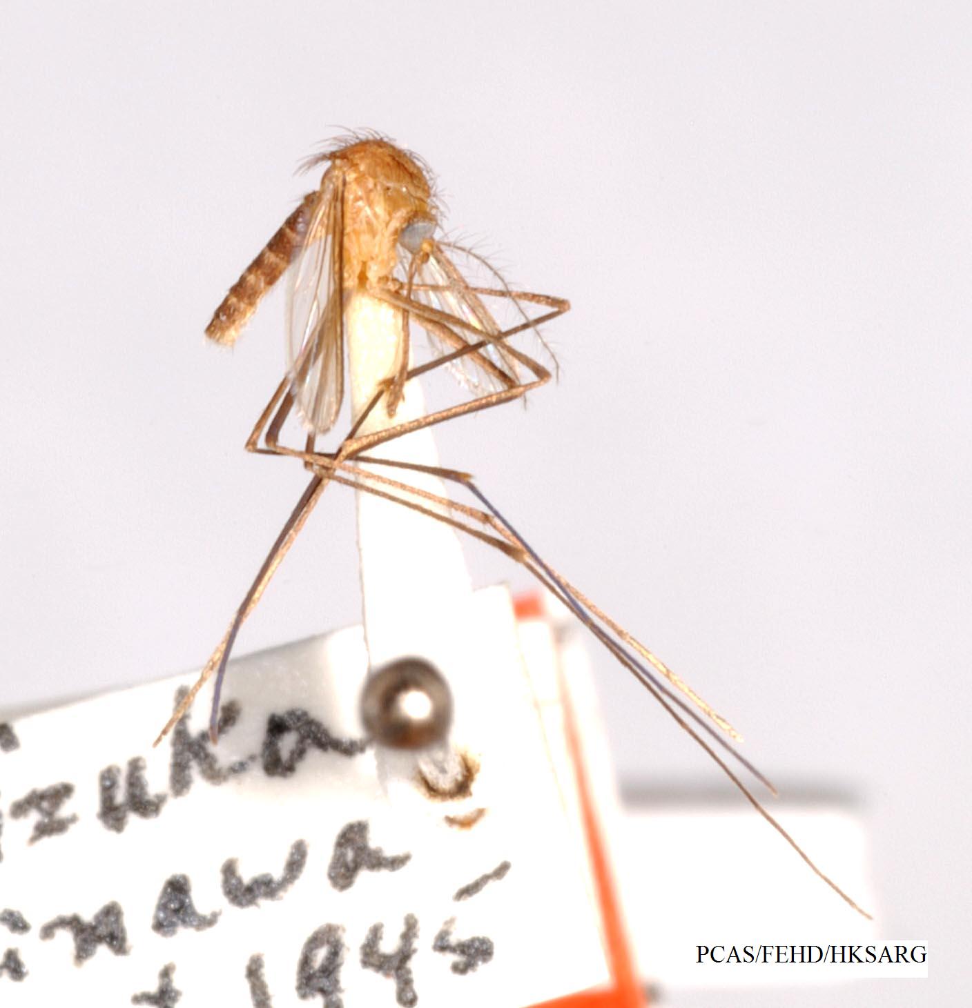 香港藍帶蚊 Uranotaenia jacksoni Side view