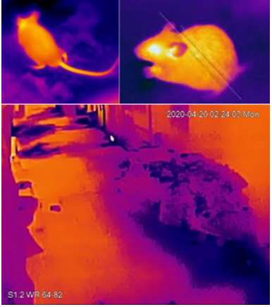 以熱能探測攝錄機偵測老鼠的活動情況