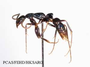 Insect specimens Photos