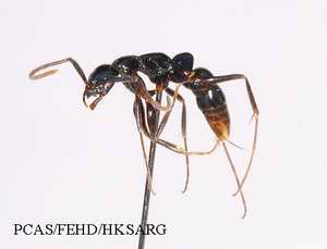 Insect specimens Photos