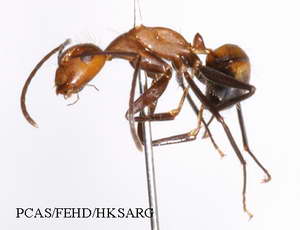 Insect specimens Photos