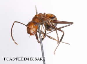 Insect specimens Photos