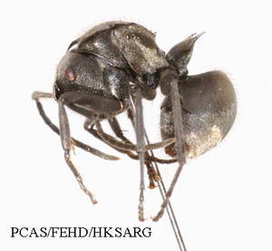 Insect specimens Photos