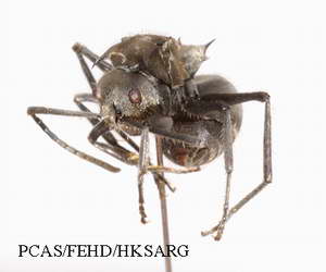 Insect specimens Photos