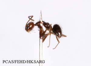 Insect specimens Photos